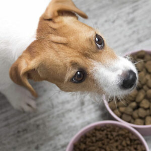 Custom Dog Treat Packaging Freeze-Dried Treats