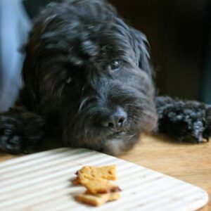 Dog Treat Packaging Soft Chews