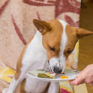 Custom Dog Treat Packaging Human Food Treats